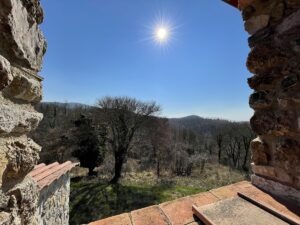 tuscany olive tree property for sale